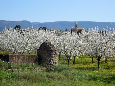 2016-04-07  Cerisiers en fleurs dans le LUBERON, DSCN3492