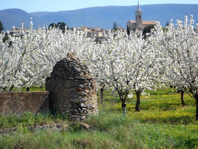2016-04-07  Cerisiers en fleurs dans le LUBERON, DSCN3493