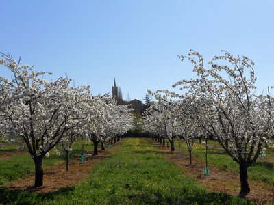 2016-04-07  Cerisiers en fleurs dans le LUBERON, DSCN3495