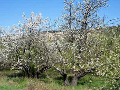 2016-04-07  Cerisiers en fleurs dans le LUBERON, DSCN3496