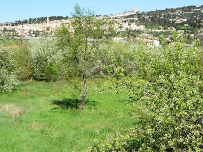 2016-04-07  Cerisiers en fleurs dans le LUBERON, DSCN3497
