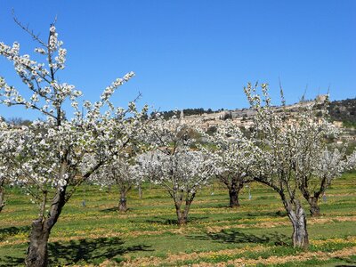 2016-04-07  Cerisiers en fleurs dans le LUBERON, DSCN3499