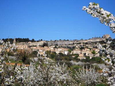 2016-04-07  Cerisiers en fleurs dans le LUBERON, DSCN3500