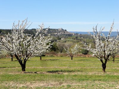 2016-04-07  Cerisiers en fleurs dans le LUBERON, DSCN3518  9 