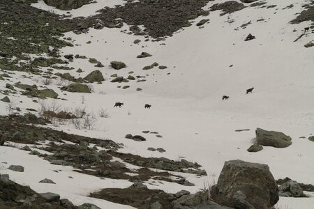 2016-04-ski-traverse-alpes, alpes-aventure-ski-traversee-alpes-cougourde-pas-ladres-madone-fenestre-2016-04-04-049