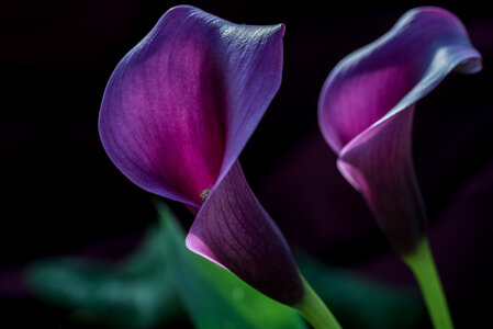 Fleurs, 28042016-_DSC0026-2