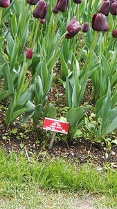 [24-04-2016] - La fête de la tulipe, IMG_20160424_141849