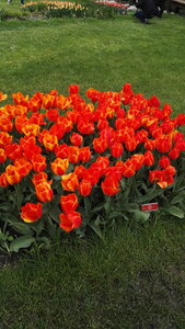 [24-04-2016] - La fête de la tulipe, IMG_20160424_143812