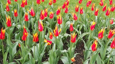 [24-04-2016] - La fête de la tulipe, IMG_20160424_144813