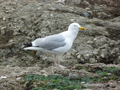 24-04-2016, Saint Gilles Croix de Vie-019