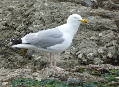 24-04-2016, Saint Gilles Croix de Vie-045
