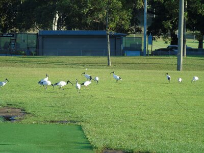 Australie-Sydney, DSC01412_resultat
