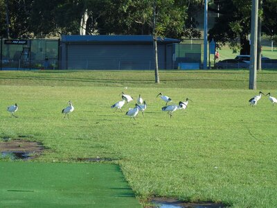 Australie-Sydney, DSC01413_resultat