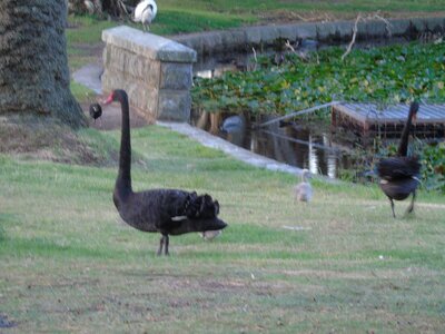 Australie-Sydney, DSC01443_resultat