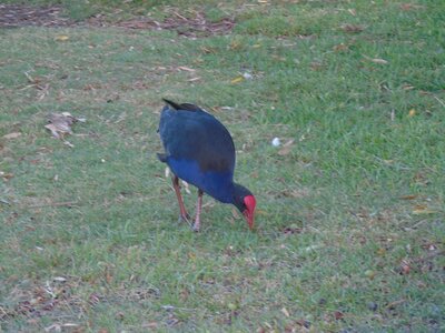 Australie-Sydney, DSC01445_resultat
