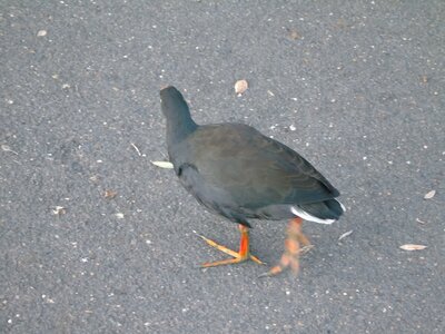Australie-Sydney, DSC01460_resultat