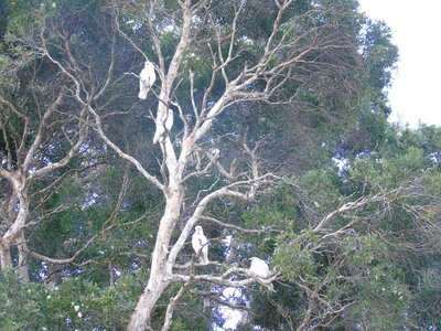 Australie-Sydney, DSC01470_resultat