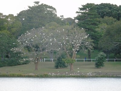 Australie-Sydney, DSC01471_resultat