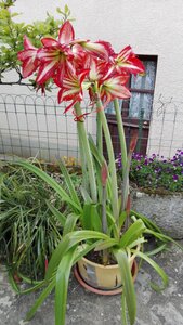 Bor et Bar, IMG_20160501_190605