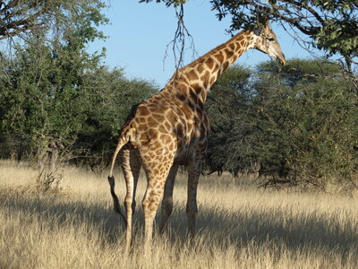 Maun_Cheval, P5073444