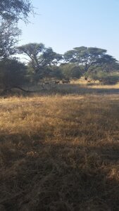 Maun_Cheval, 20160506_162437