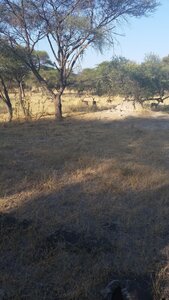 Maun_Cheval, 20160506_162605