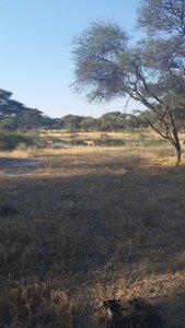 Maun_Cheval, 20160506_162634