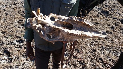 Maun_Cheval, 20160508_093315