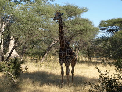Maun_Cheval, P5053176