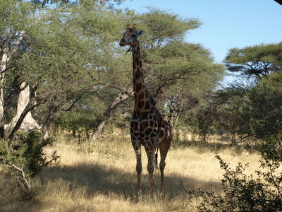 Maun_Cheval, P5053177