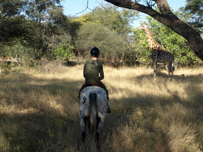 Maun_Cheval, P5053179