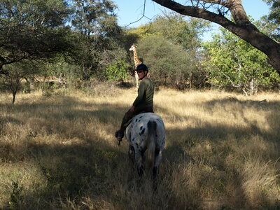 Maun_Cheval, P5053181