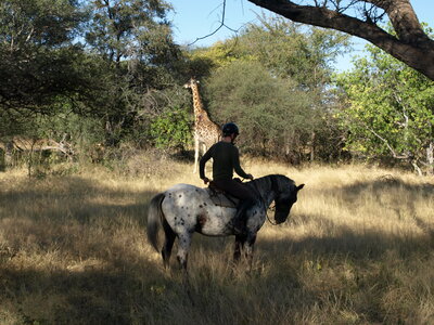 Maun_Cheval, P5053182