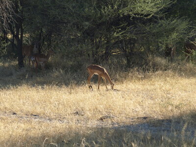 Maun_Cheval, P5053186