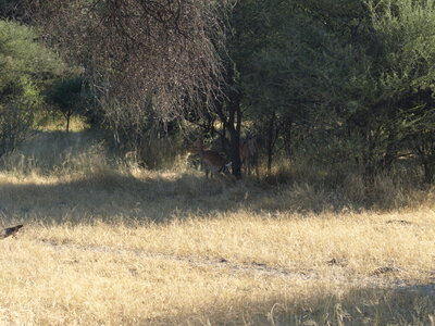 Maun_Cheval, P5053188