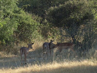 Maun_Cheval, P5053190