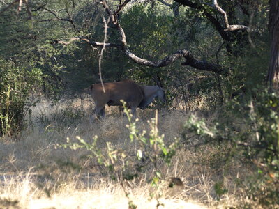 Maun_Cheval, P5053194