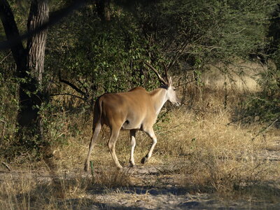 Maun_Cheval, P5053195