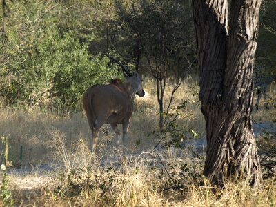 Maun_Cheval, P5053196