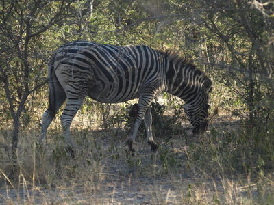 Maun_Cheval, P5053199