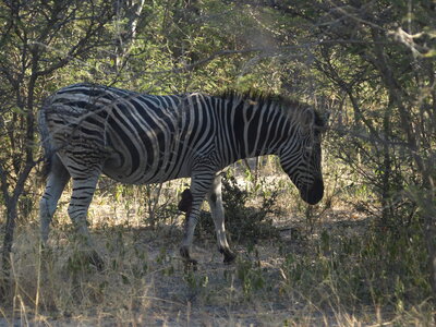 Maun_Cheval, P5053200
