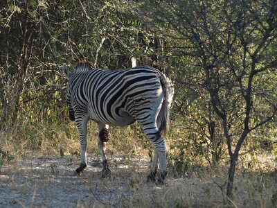 Maun_Cheval, P5053201