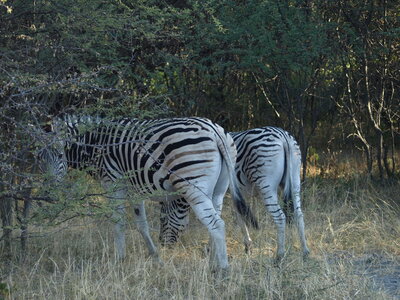 Maun_Cheval, P5053204