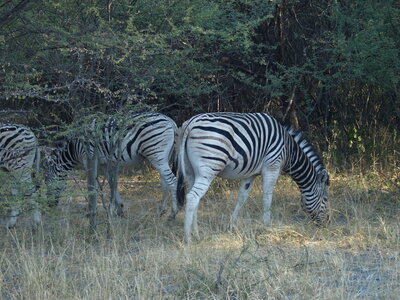 Maun_Cheval, P5053207