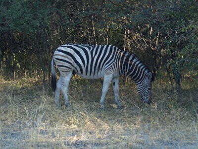 Maun_Cheval, P5053208