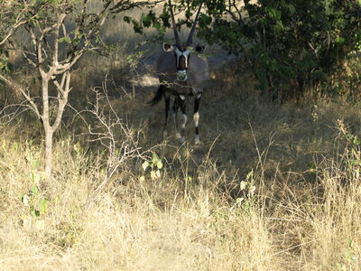 Maun_Cheval, P5053209