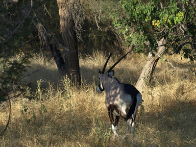 Maun_Cheval, P5053211