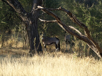 Maun_Cheval, P5053212