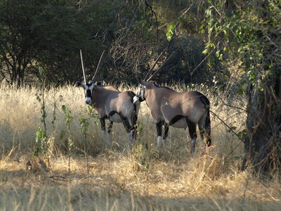 Maun_Cheval, P5053214