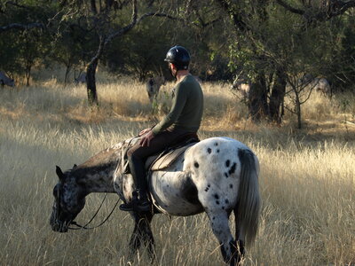 Maun_Cheval, P5053217